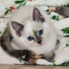 Traditional Tortie Point Siamese