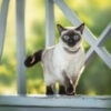 Traditional Seal Point Siamese