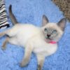 Traditional Blue Point Siamese
