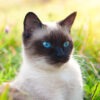 Traditional Seal Point Siamese