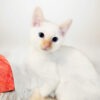Traditional Flame Point Siamese